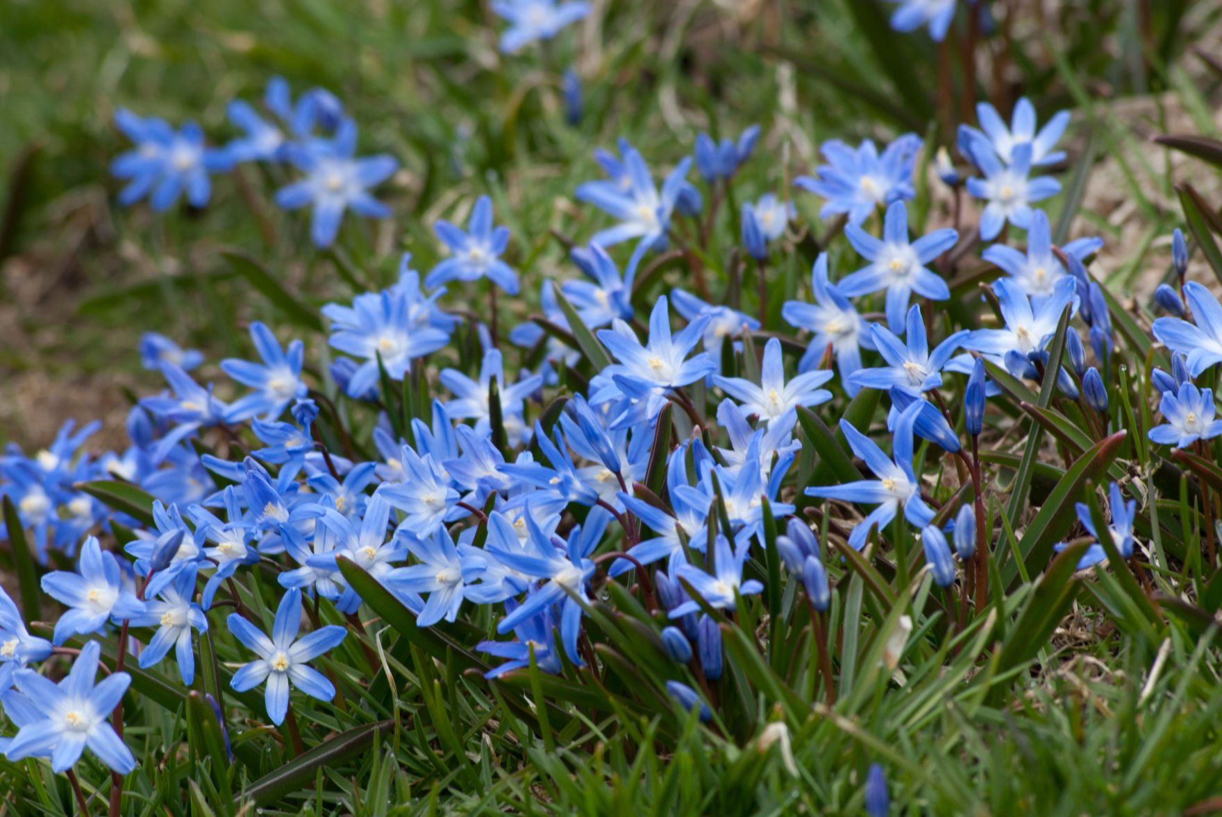 Glory of the Snow, Chionodoxa